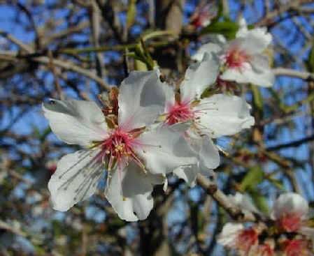 fiore del mandorlo