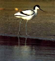 image002