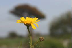 flora nel parco