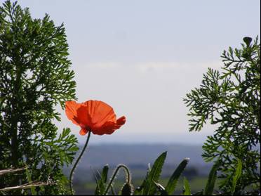 colore e calore