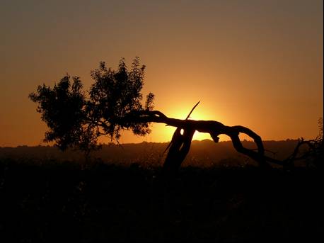 sole e natura