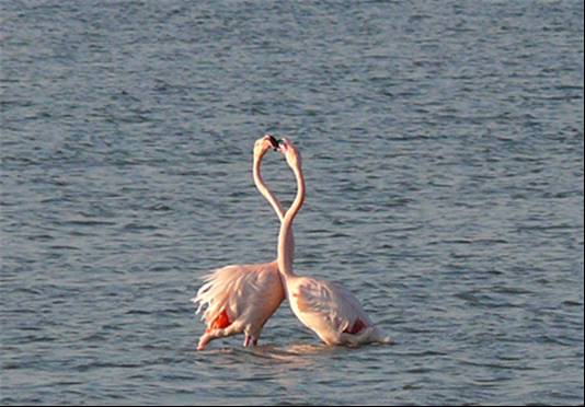 fenicotteri in amore