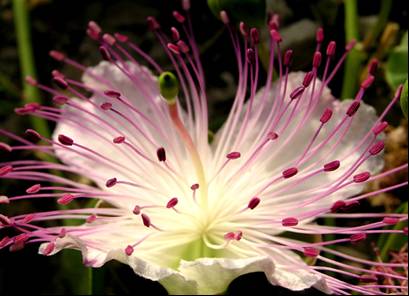 fiore di cappero