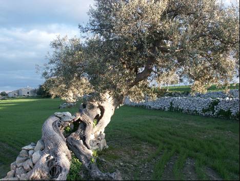 albero secolare