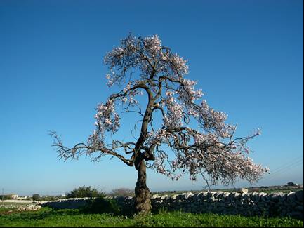 albero