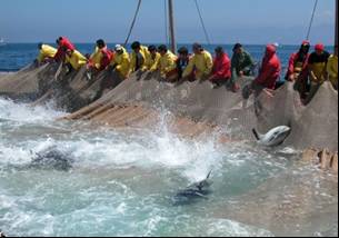 pesca del tonno