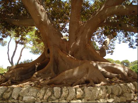 ficus magnolioides