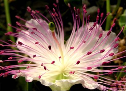 Fiore di cappero
