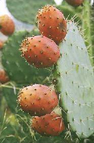 fichi  d�india