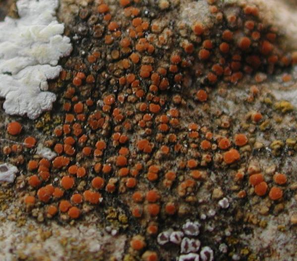 Caloplaca flavovirescens