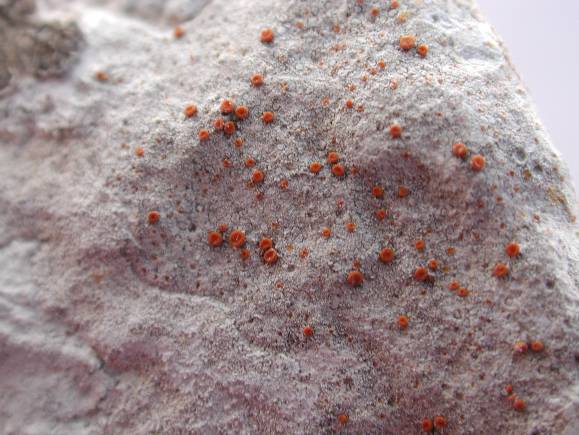 Caloplaca holocarpa