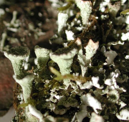 Cladonia pyxidata