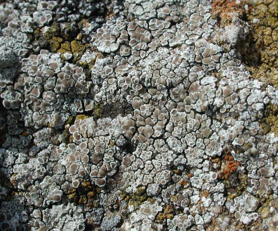 Lecanora albescens 