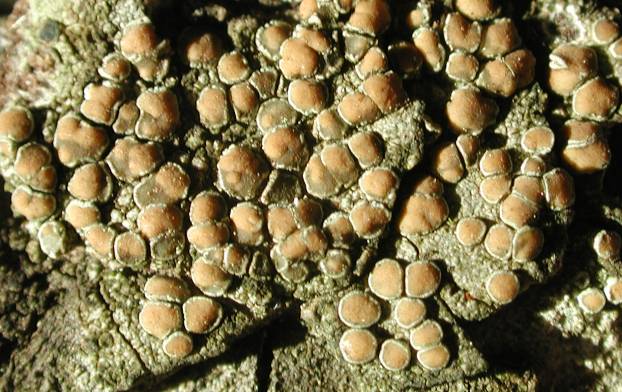 Lecanora chlarotera Nyl.