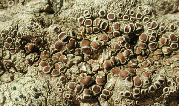 Lecanora horiza (Ach.) Linds.