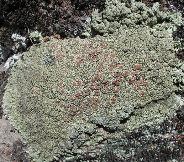 Lecanora muralis