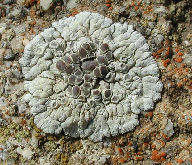 Lecanora pruinosa Chaub.