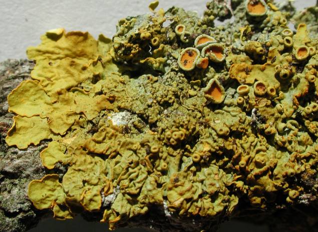 Xanthoria parietina (L.) Th.Fr.