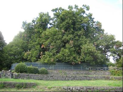 castagno cento cavalli