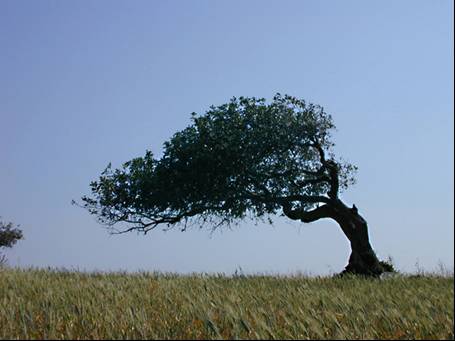 albero al vento