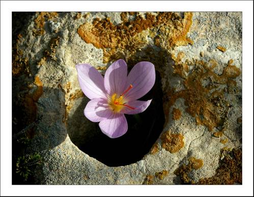 fiore in pietra